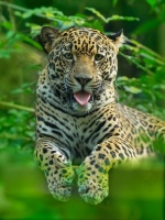Jaguar americky - Panthera onca - Jaguar o3749